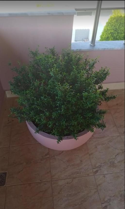 Victoria Apartments كساميل المظهر الخارجي الصورة